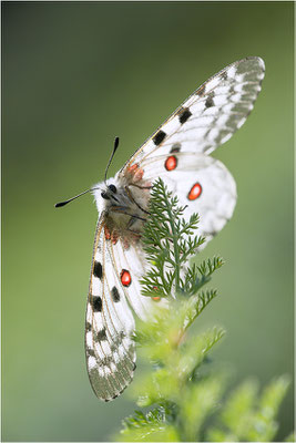 Roter Apollo (Parnassius apollo pedemontanus), Italien, Region Aostatal, 2.100m