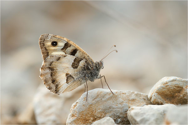 Berghexe (Chazara briseis), Männchen, Frankreich, Dep. Drôme