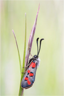 Zygaena rhadamanthus, Frankreich, Dep. Drôme