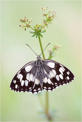 Schachbrettfalter (Melanargia galathea), Männchen, Deutschland, Baden-Württemberg