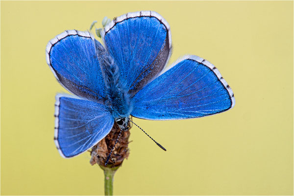 Himmelblauer Bläuling (Polyommatus bellargus), Männchen, Deutschland, Baden-Württemberg