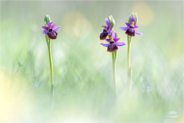 Ophrys aveyronenis