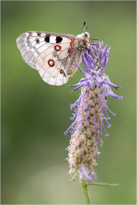 Roter Apollo (Parnassius apollo substitutus), Frankreich, Savoyen