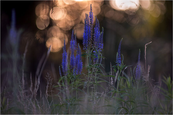 Langblättriger Ehrenpreis (Veronica longifolia), Deutschland, Baden-Württemberg