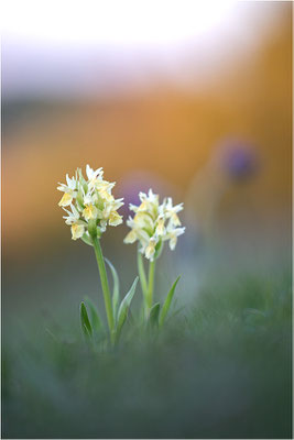 Holunder-Fingerwurz (Dactylorhiza sambucina), Frankreich, Dep. Aveyron