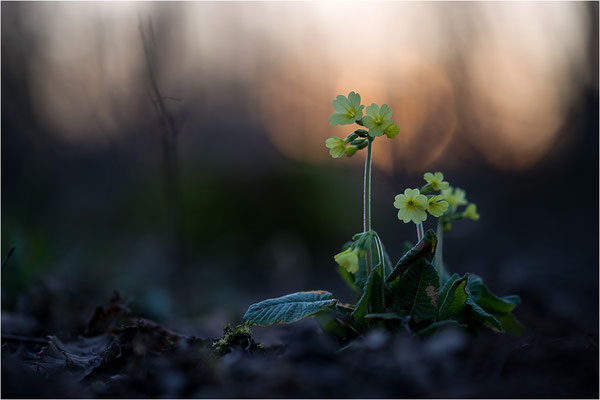 Hohe Schlüsselblume (Primula elatior), Deutschland, Baden-Württemberg