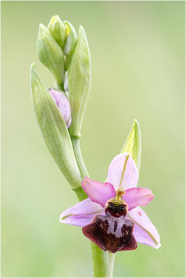Ophrys aveyronensis
