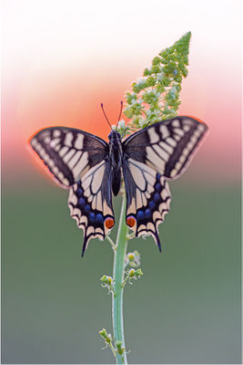 Schwalbenschwanz (Papilio machaon), Deutschland, Baden-Württemberg