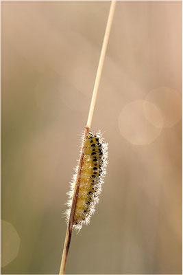 Sechsfleck-Widderchen (Zygaena filipendulae)