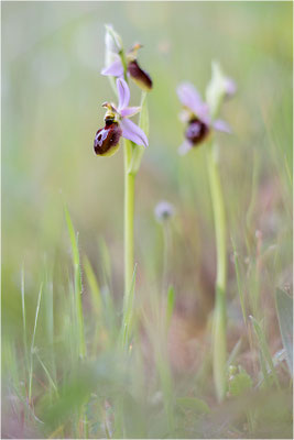 Ophrys splendida, Var