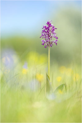 Helm-Knabenkraut (Orchis militaris), Deutschland, Baden-Württemberg