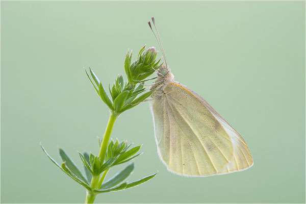 Kleiner Kohlweißling (Pieris rapae), Deutschland, Baden-Württemberg