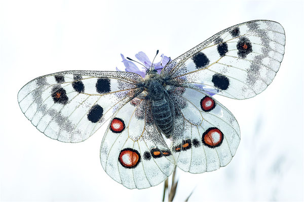 Roter Apollo (Parnassius apollo lithographicus), Deutschland, Oberbayern