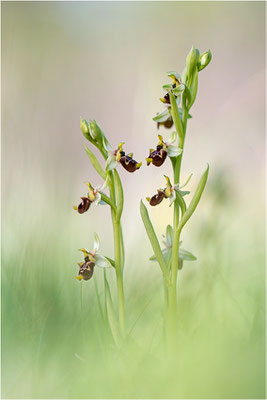 Ophrys annae