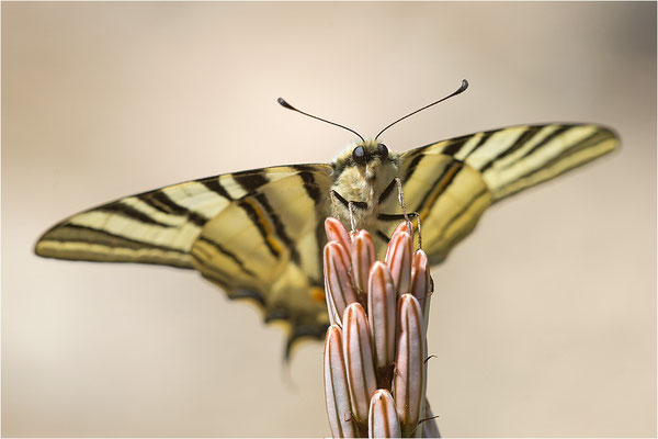 Segelfalter (Iphiclides podalirius), Männchen, Frankreich, Zentralkorsika