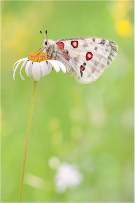 Roter Apollo (Parnassius apollo thiemo), Deutschland, Baden-Württemberg