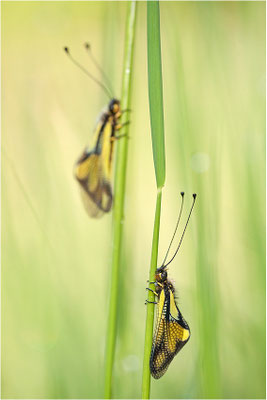 Libellen-Schmetterlingshaft (Libelloides coccajus), Schweiz, Wallis