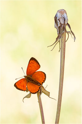 Dukaten-Feuerfalter (Lycaena virgaureae), Männchen, Schweiz, Wallis, 1600m