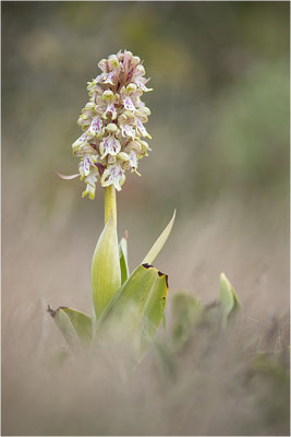 Riesen-Knabenkraut (Himantoglossum robertianum), Provence, Frankreich