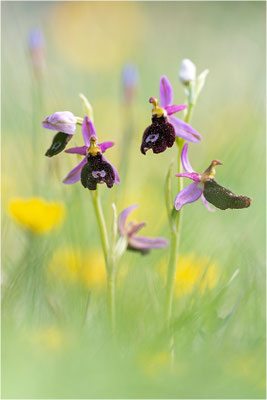 Ophrys saratoi, Frankreich, Dep. Drôme