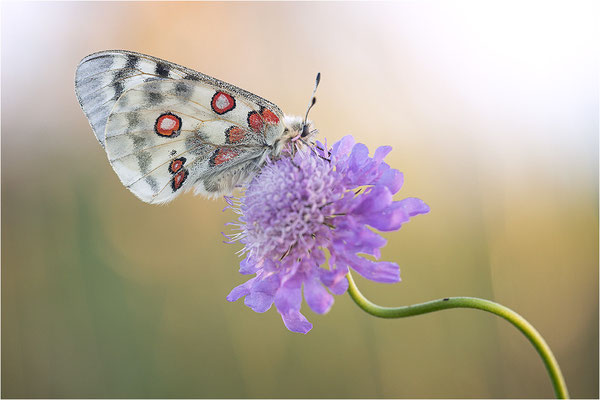 Roter Apollo (Parnassius apollo nivatus), Frankreich, Dep. Jura