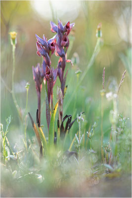 Nurra-Zungenstendel (Serapias nurrica), Italien, Sardinien
