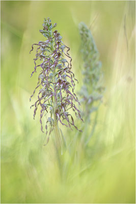 Bocks-Riemenzunge (Himantoglossum hircinum), Alsace, Frankreich