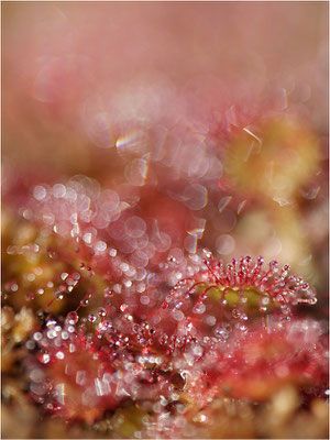 Rundblättriger Sonnentau (Drosera rotundifolia), Schweden, Värmland