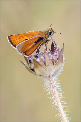 Braunkolbiger Braun-Dickkopffalter (Thymelicus sylvestris), Deutschland, Baden-Württemberg