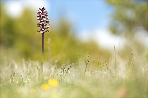 Purpur-Knabenkraut (Orchis purpurea), Frankreich, Drôme
