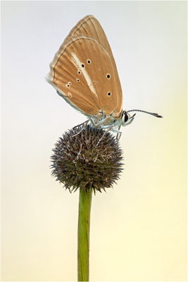 Polyommatus dolus vittatus, Weibchen, Frankreich, Dep. Aveyron