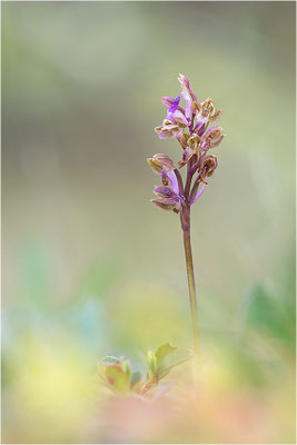 Spitzels Knabenkraut (Orchis spitzelii), Schweden, Gotland