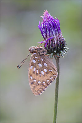 Großer Perlmutterfalter (Argynnis aglaja), Italien, Region Aostatal, 2000m