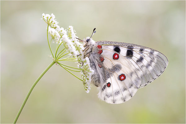 Roter Apollo (Parnassius apollo pedemontanus), Italien, Region Aostatal