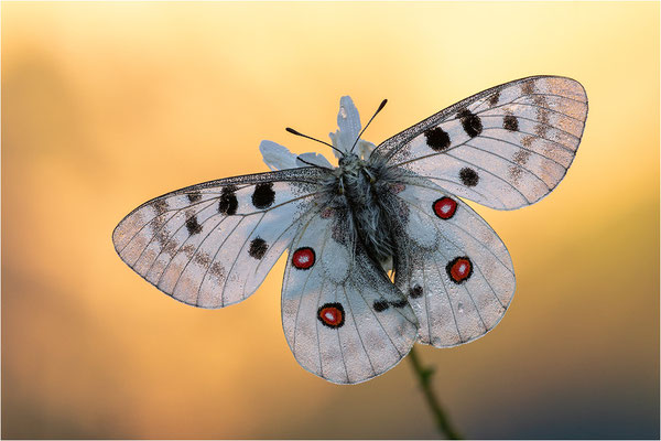 Roter Apollo (Parnassius apollo vercoricus), Frankreich, Dep. Isere
