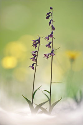 Rotbraune Stendelwurz (Epipactis atrorubens), Schweiz, Kanton Bern, Berner Oberland