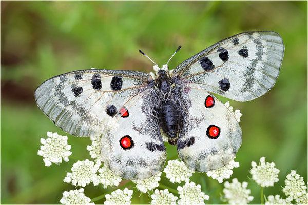 Roter Apollo (Parnassius apollo caloriferus), Schweiz, Kanton Wallis