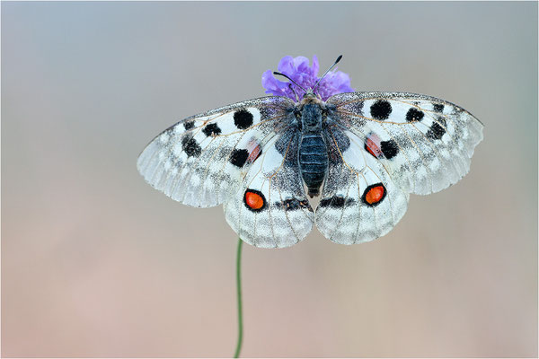 Roter Apollo (Parnassius apollo lozerae), Frankreich, Dep. Lozere