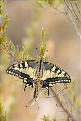Schwalbenschwanz (Papilio machaon), Paarung, Frankreich, Bouches-du-Rhône