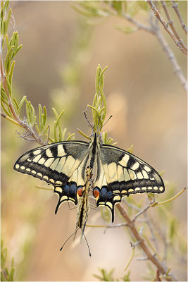 Schwalbenschwanz (Papilio machaon), Paarung, Frankreich, Bouches-du-Rhône