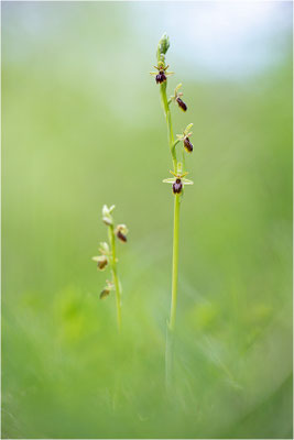 Ophrys x apicula (Ophrys insectifera x ophrys araneola)