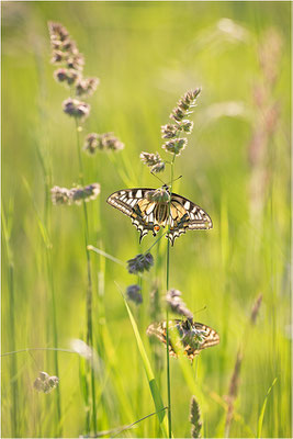 Schwalbenschwanz (Papilio machaon), Deutschland, Baden-Württemberg