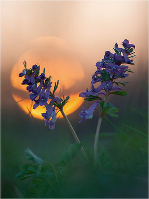 Gefingerter Lerchensporn (Corydalis solida), Deutschland, Baden-Württemberg