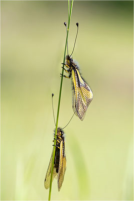 Libellen-Schmetterlingshaft (Libelloides coccajus), Deutschland, Baden-Württemberg, Kaiserstuhl