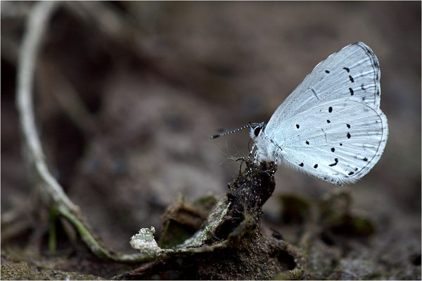Faulbaum-Bläuling (Celastrina argiolus), Deutschland, Baden-Württemberg