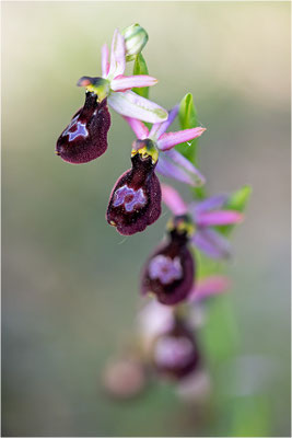 Drôme-Ragwurz (Ophrys drumana), Frankreich, Dep. Drôme