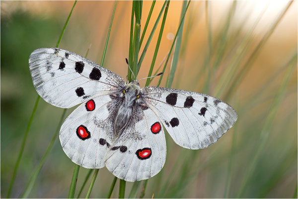 Roter Apollo (Parnassius apollo linnei), Schweden, Gotland