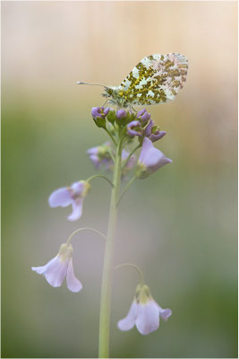 Aurorafalter (Anthocharis cardamines), Männchen, Deutschland, Baden-Württemberg