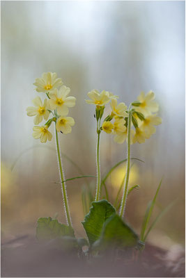 Hohe Schlüsselblume (Primula elatior), Deutschland, Baden-Württemberg