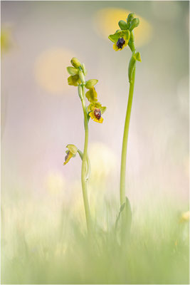 Ophrys phryganae